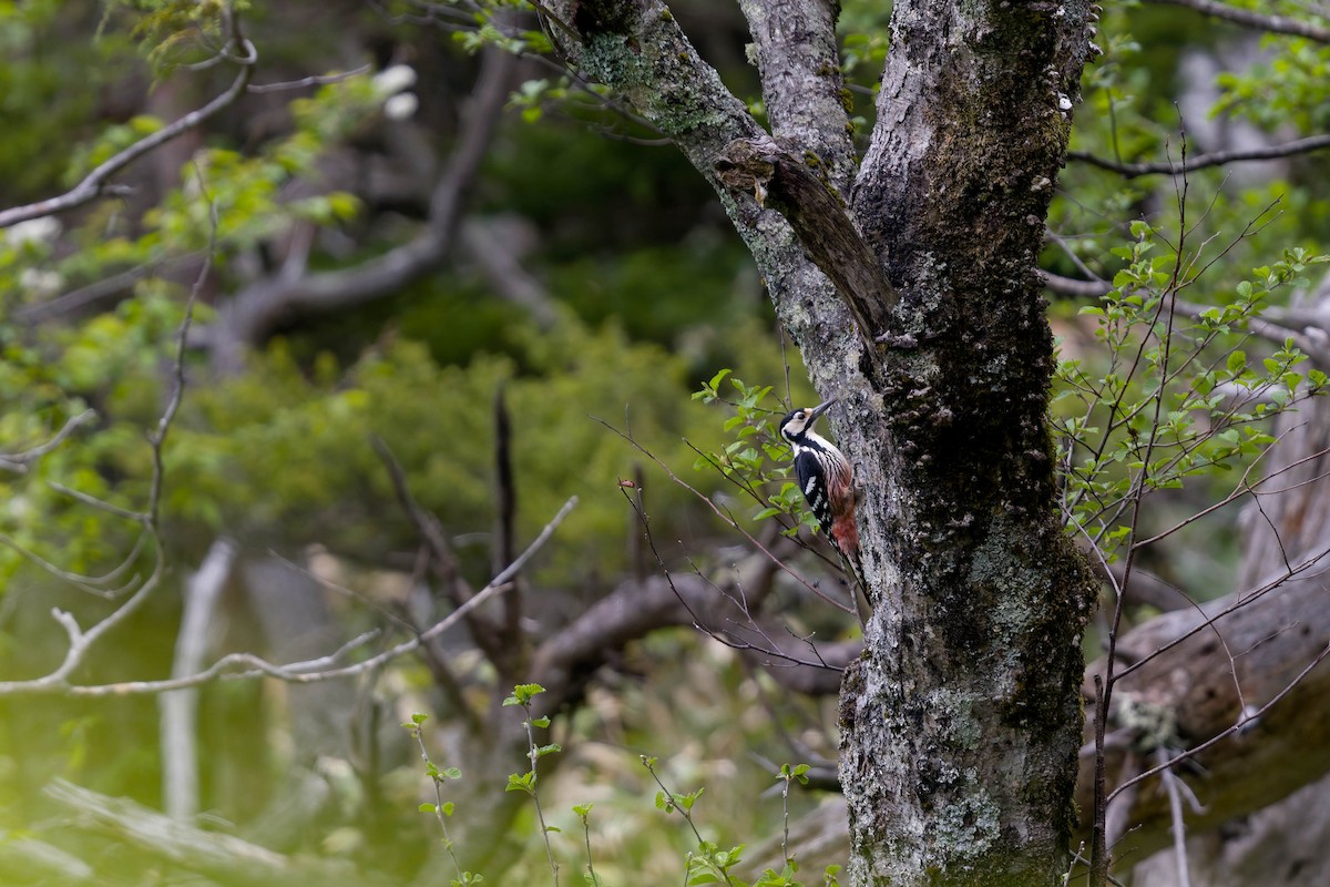 White-backed Woodpecker - ML637831451