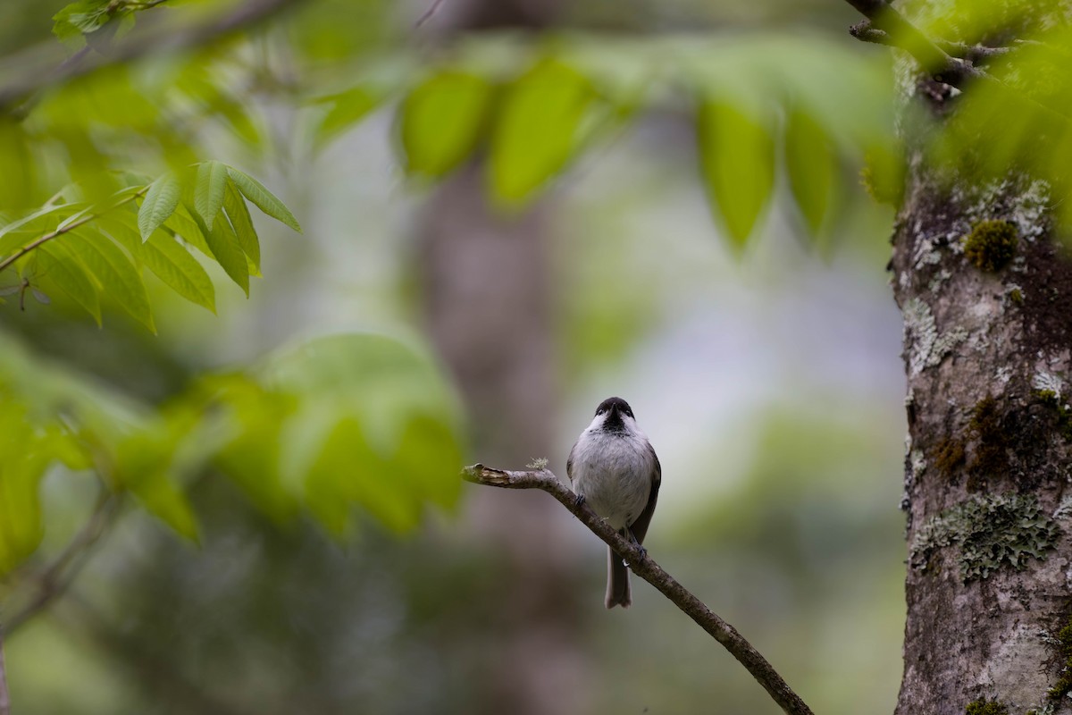 Willow Tit - ML637831455