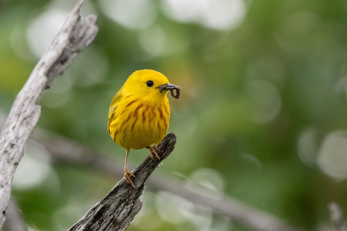 Yellow Warbler (Northern) - ML637831459