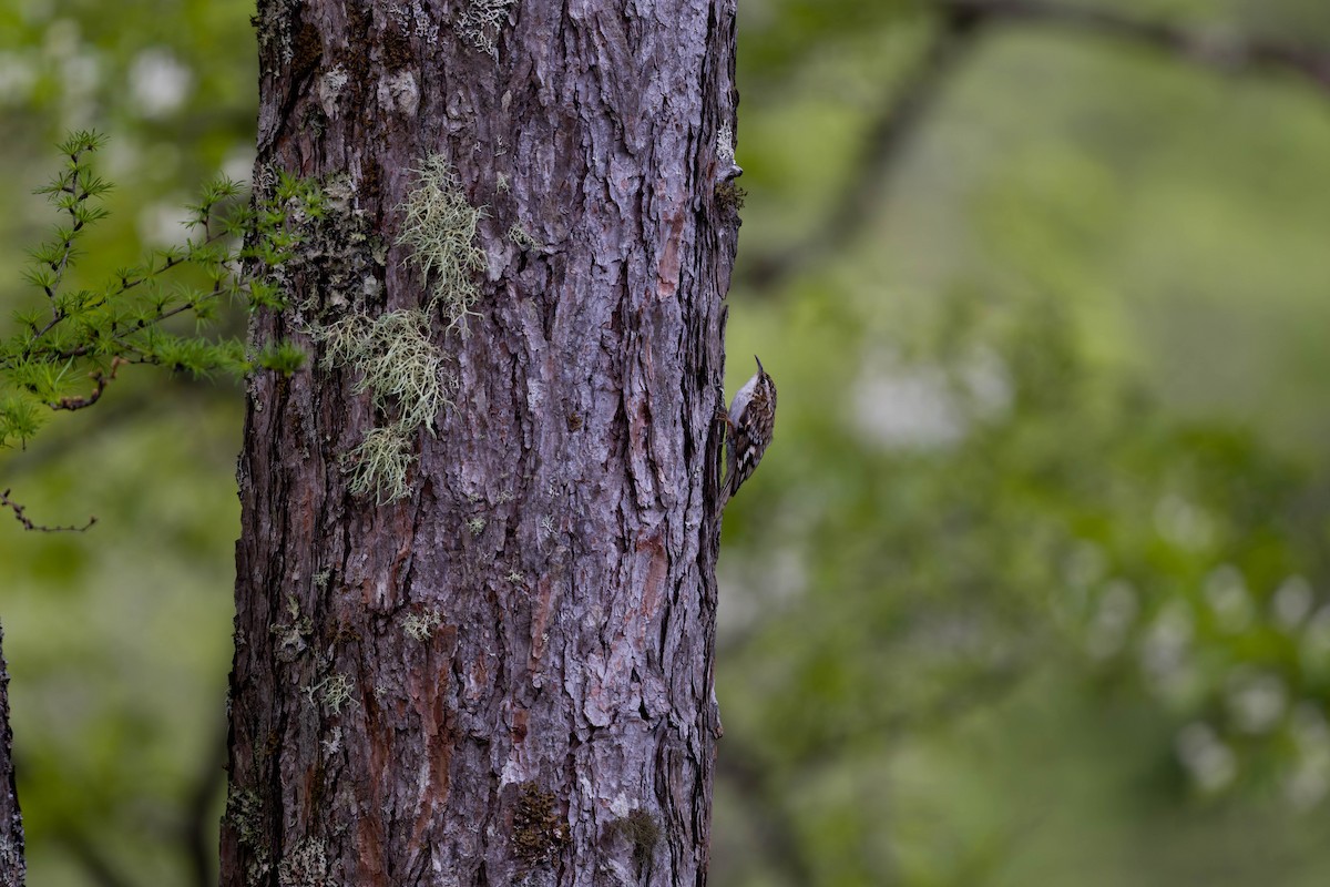 Eurasian Treecreeper - ML637831460