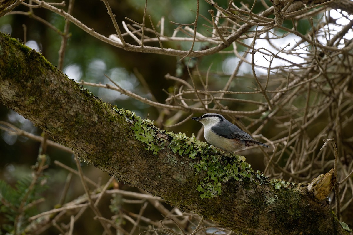 Eurasian Nuthatch - ML637831469