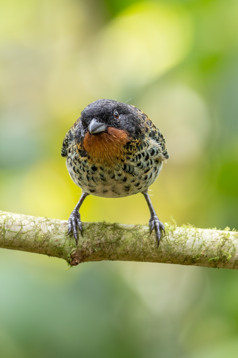 Rufous-throated Tanager - ML637831471