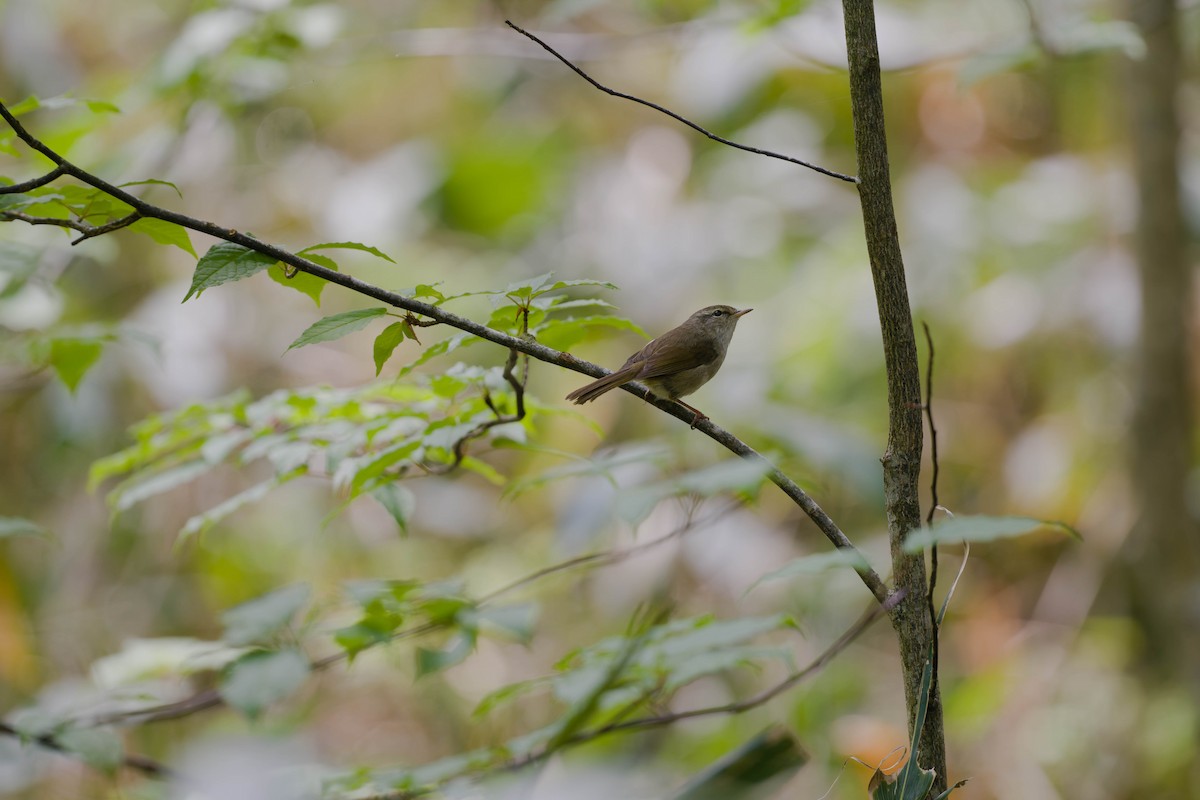 Japanese Bush Warbler - ML637831515