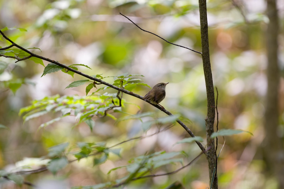 Japanese Bush Warbler - ML637831516