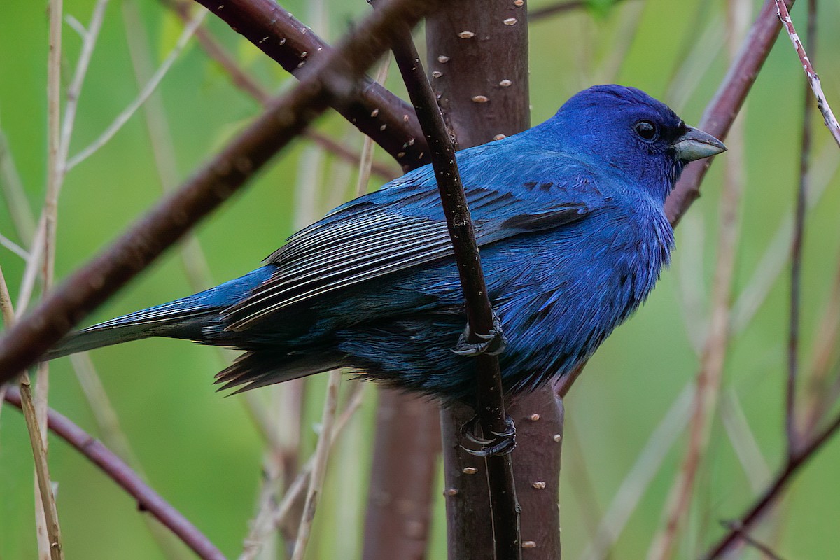 Indigo Bunting - ML637831519