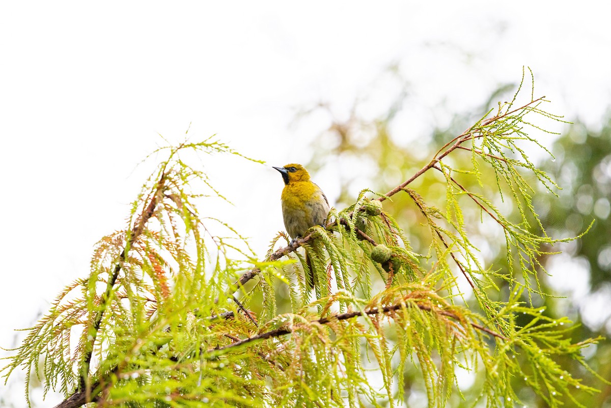 Black-backed Oriole - ML637831536