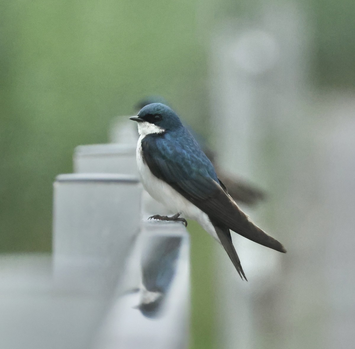 Древесная ласточка - ML637831539