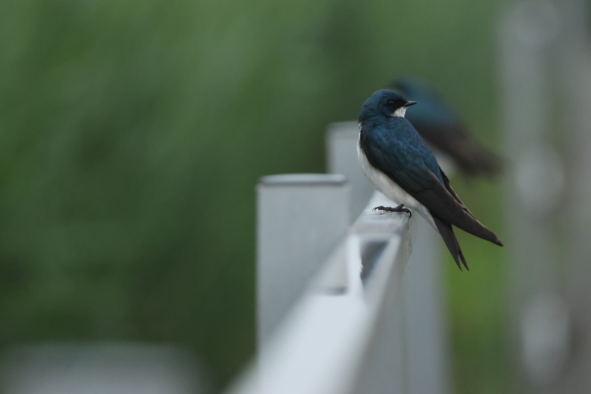 Древесная ласточка - ML637831541