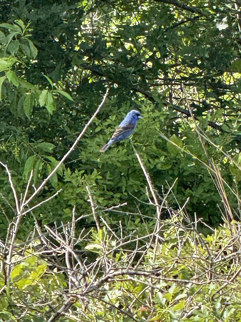 Blue Grosbeak - ML637831551
