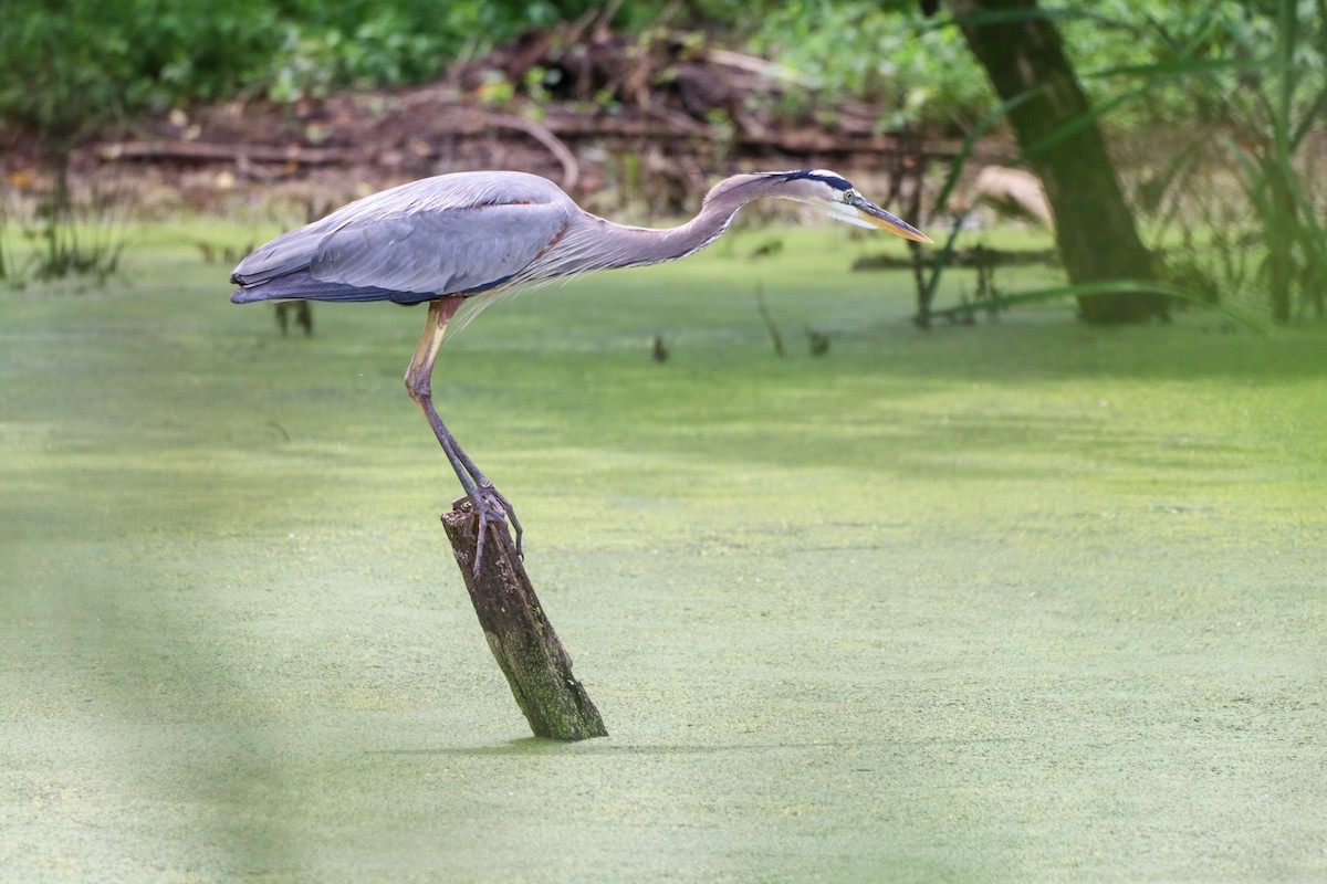 Great Blue Heron - ML637831552