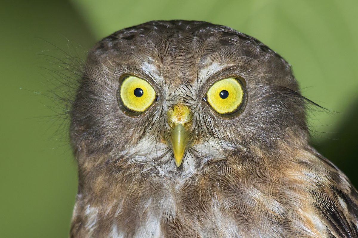 Luzon Boobook - Dubi Shapiro