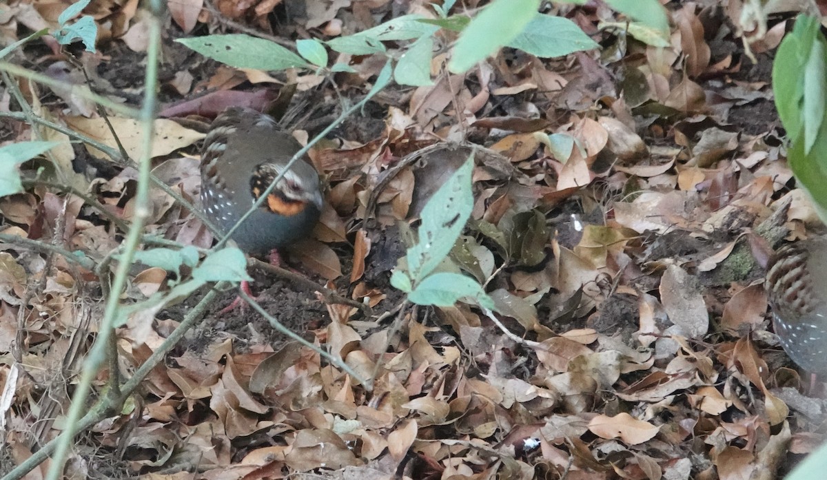 Rufous-throated Partridge - ML637831570
