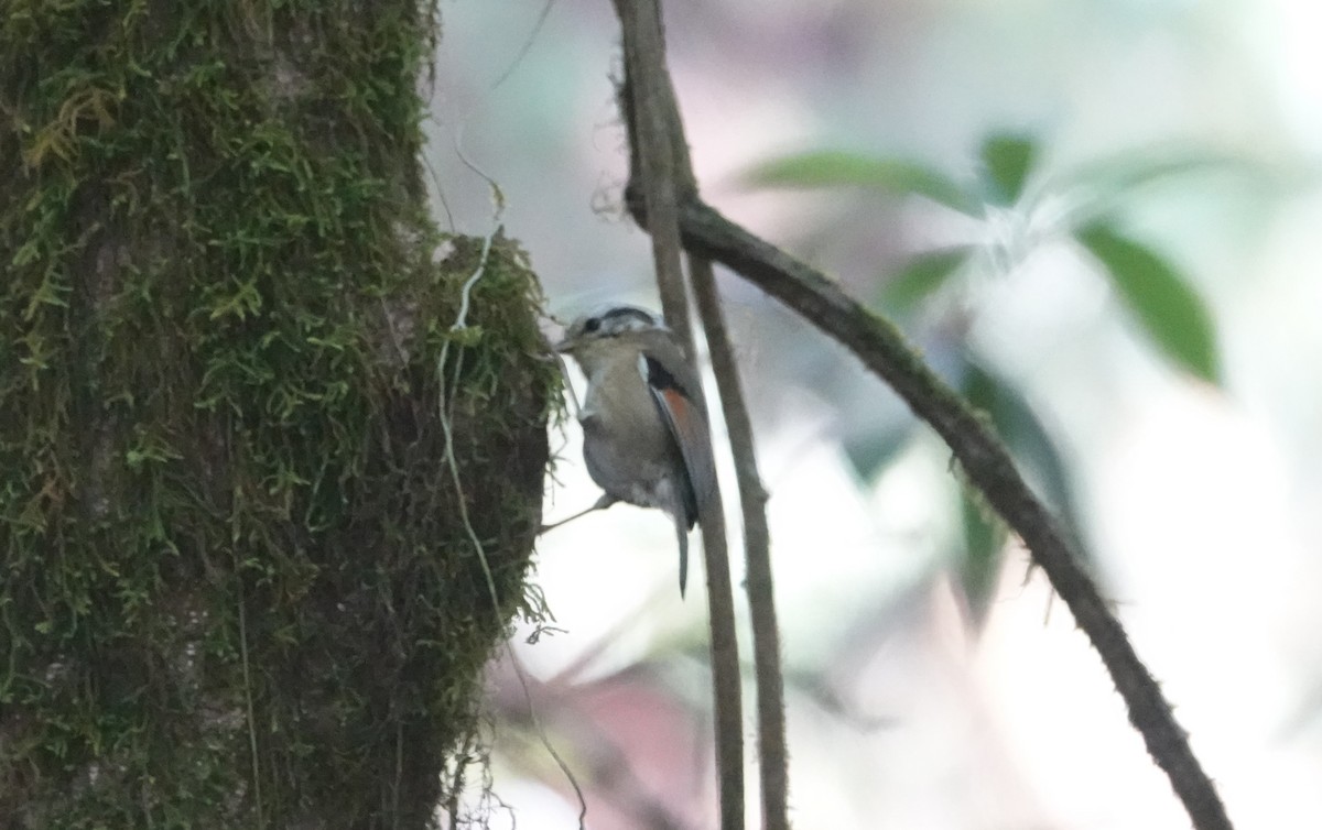 Rufous-winged Fulvetta - ML637831578