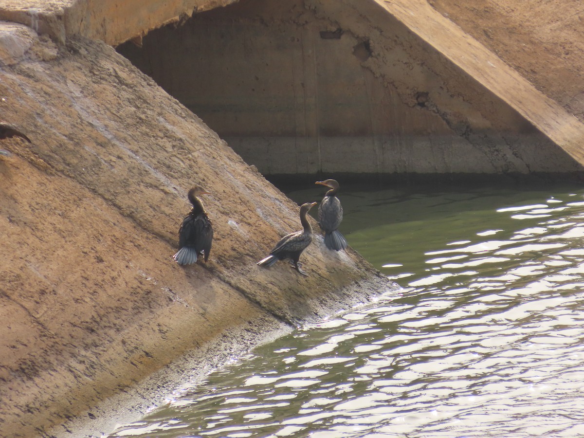 Reed Cormorant - ML637831581