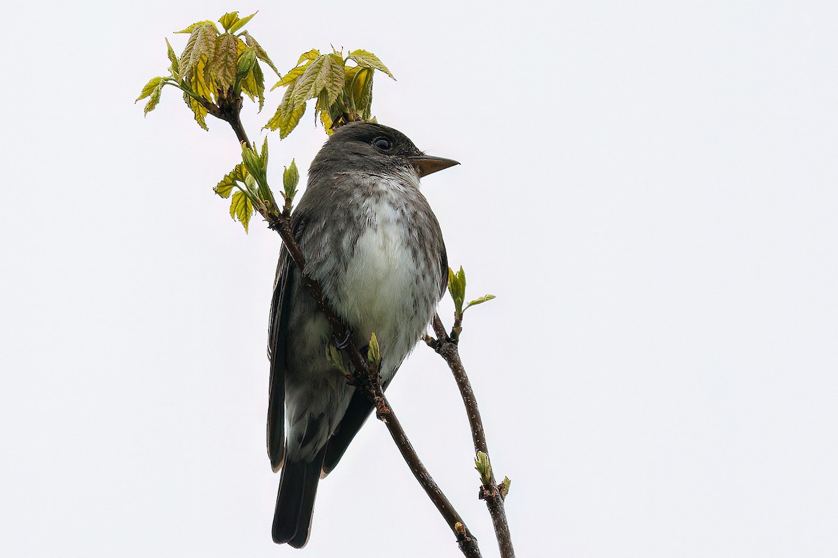 Olive-sided Flycatcher - ML637831591