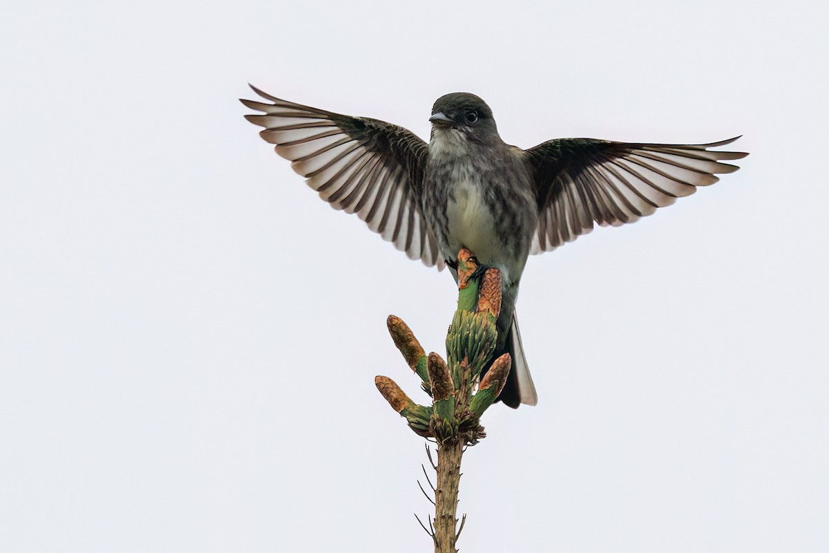 Olive-sided Flycatcher - ML637831601