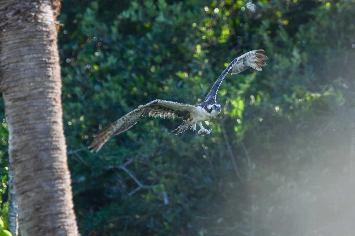 Osprey - ML637831609