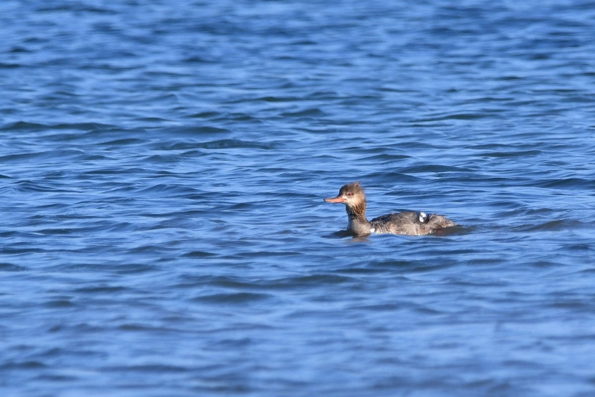 Red-breasted Merganser - ML637831663
