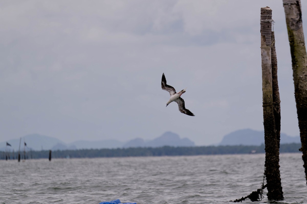 Red-footed Booby - ML637831697