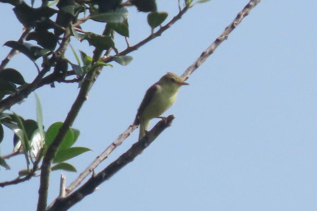 Melodious Warbler - ML637831698