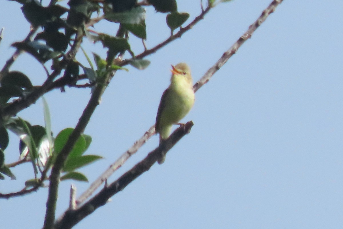 Melodious Warbler - ML637831704