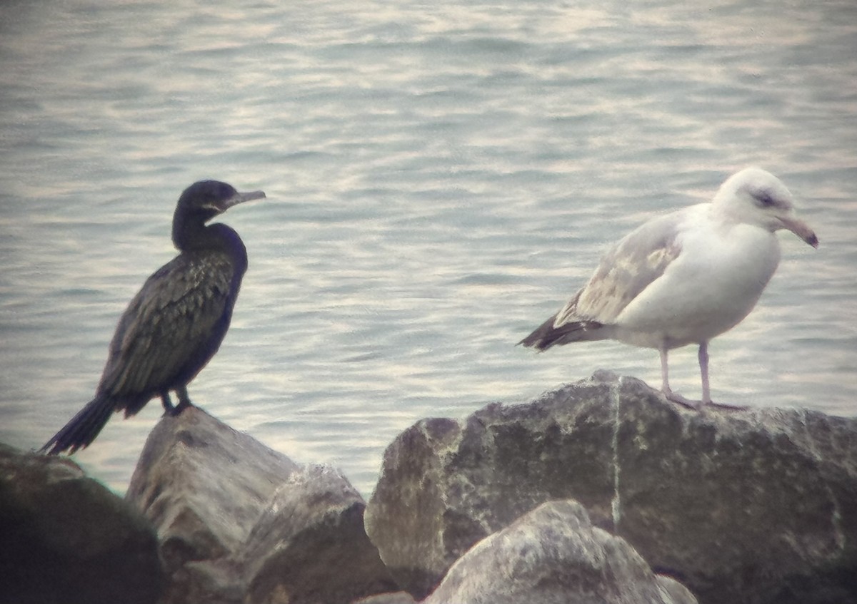 Neotropic Cormorant - ML637831709