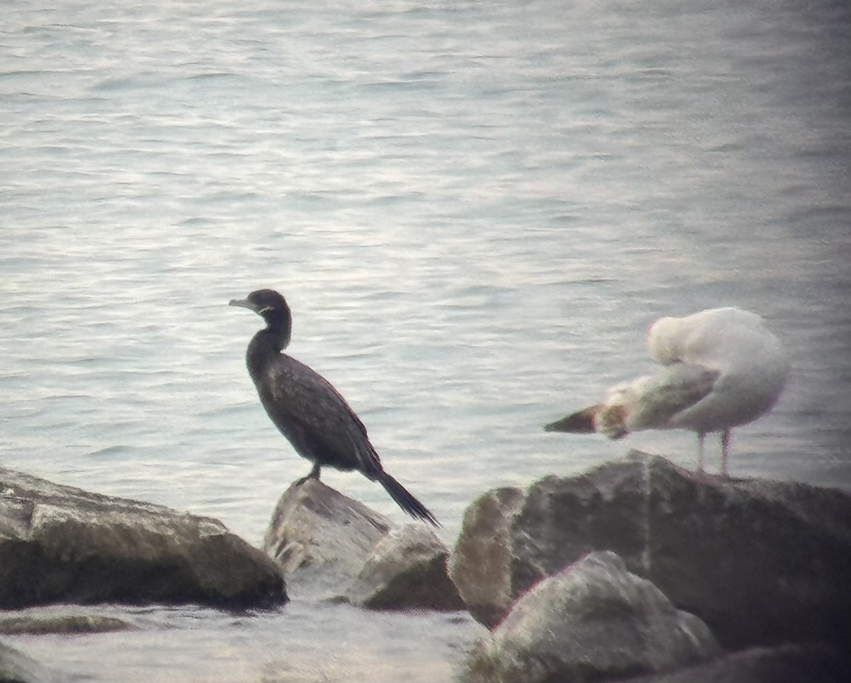 Neotropic Cormorant - ML637831710