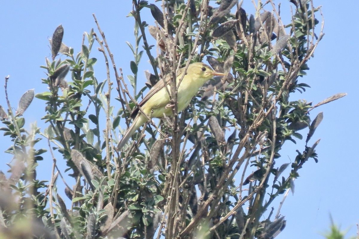 Melodious Warbler - ML637831712