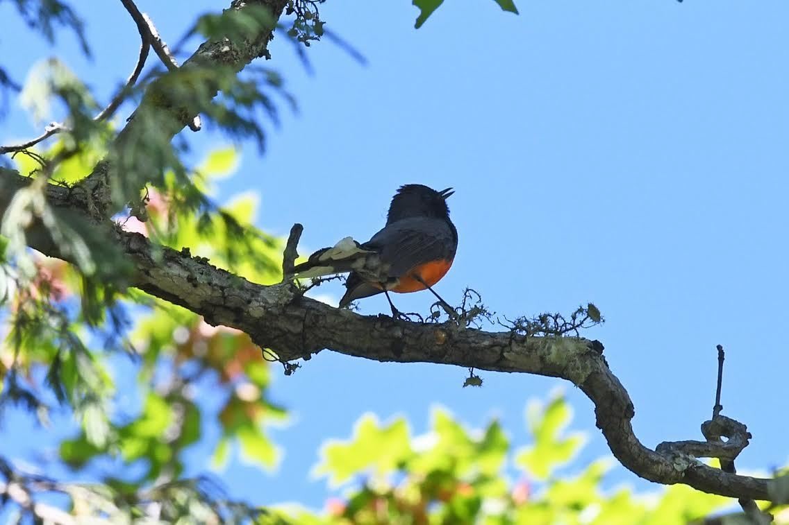 Slate-throated Redstart - ML637831714