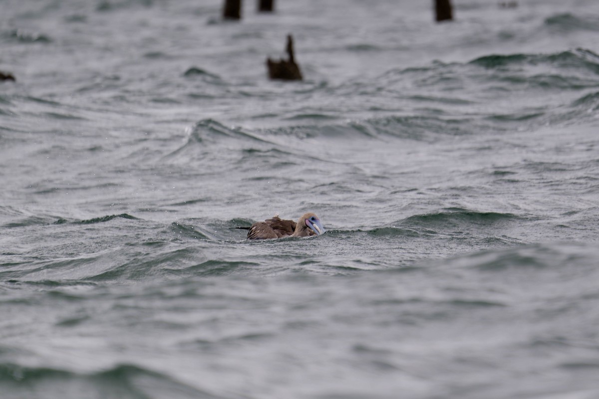 Red-footed Booby - ML637831727