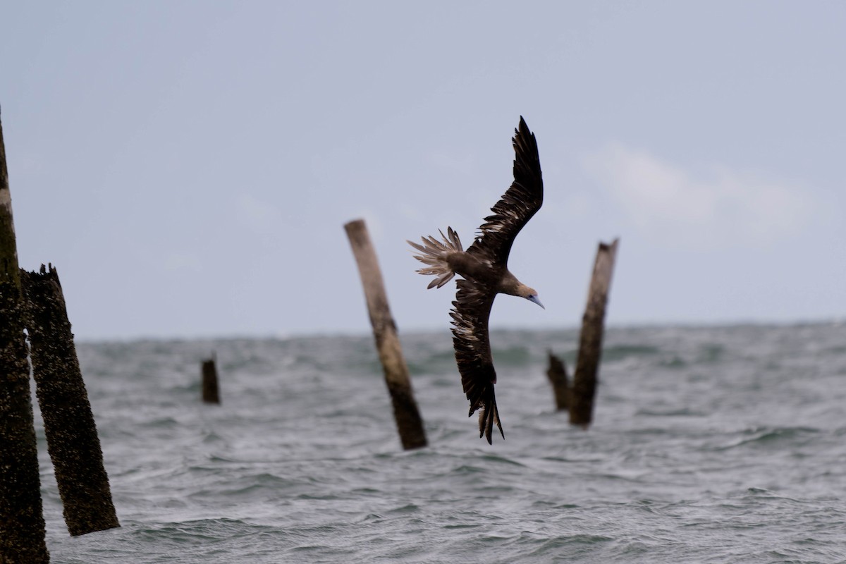 Red-footed Booby - ML637831729