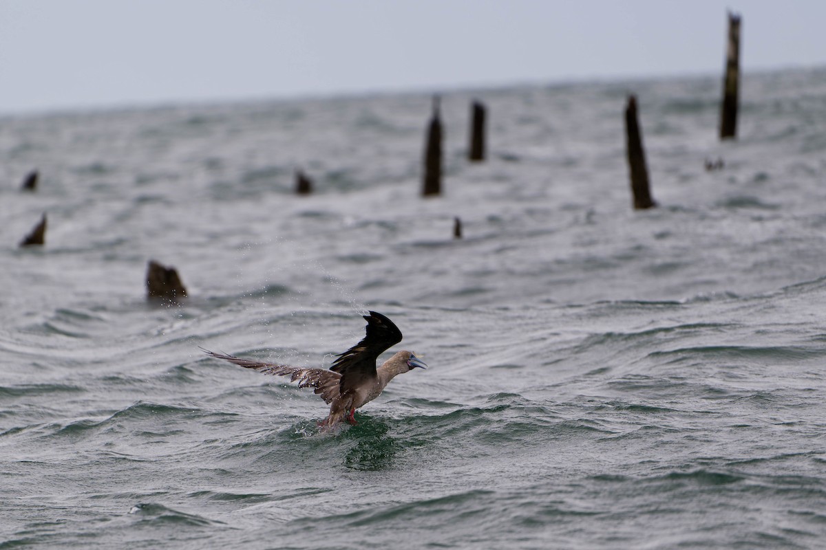 Red-footed Booby - ML637831731