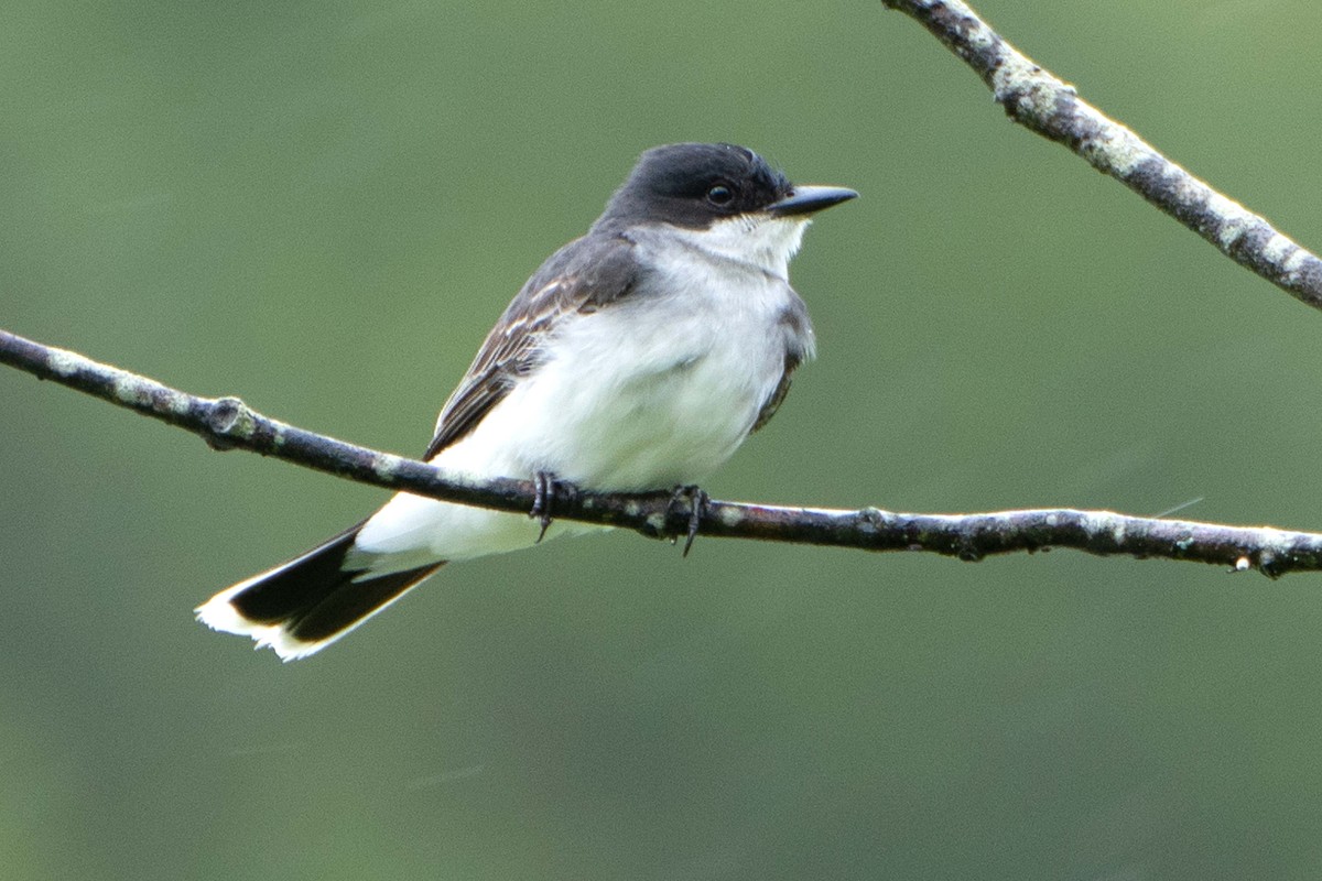 Eastern Kingbird - ML637831737