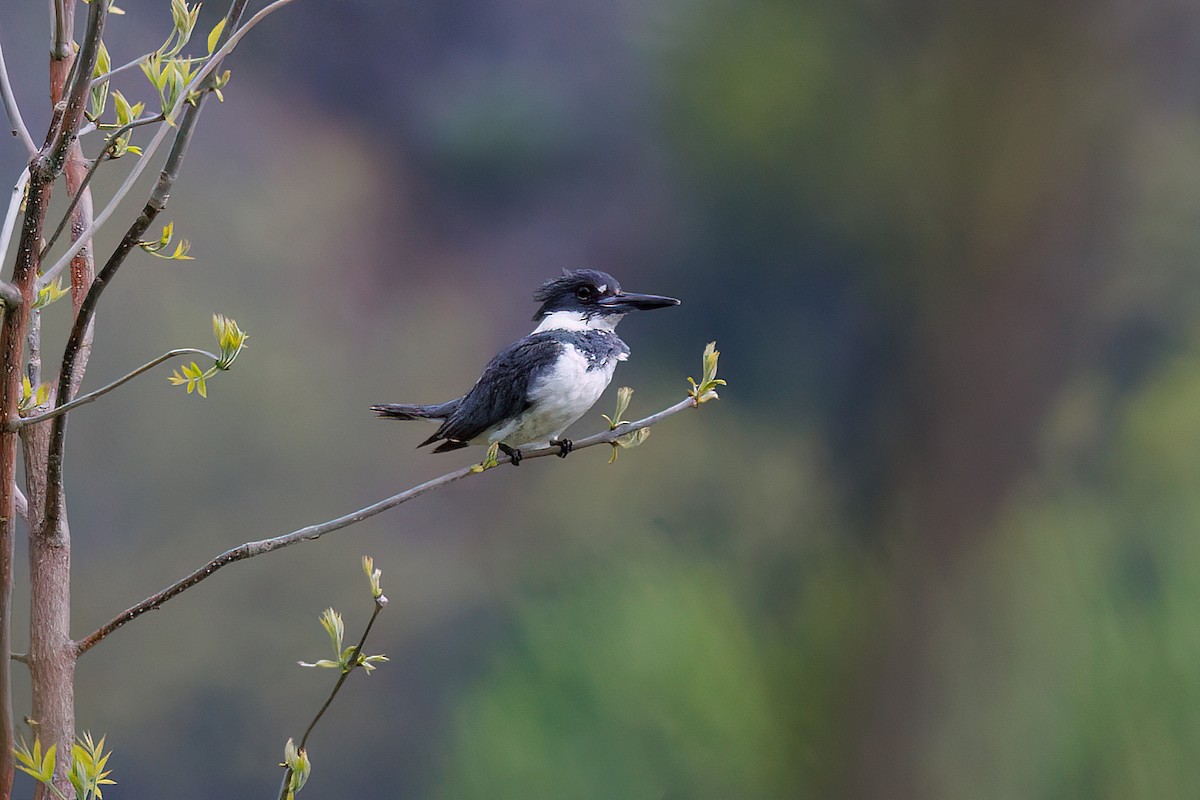 Belted Kingfisher - ML637831751