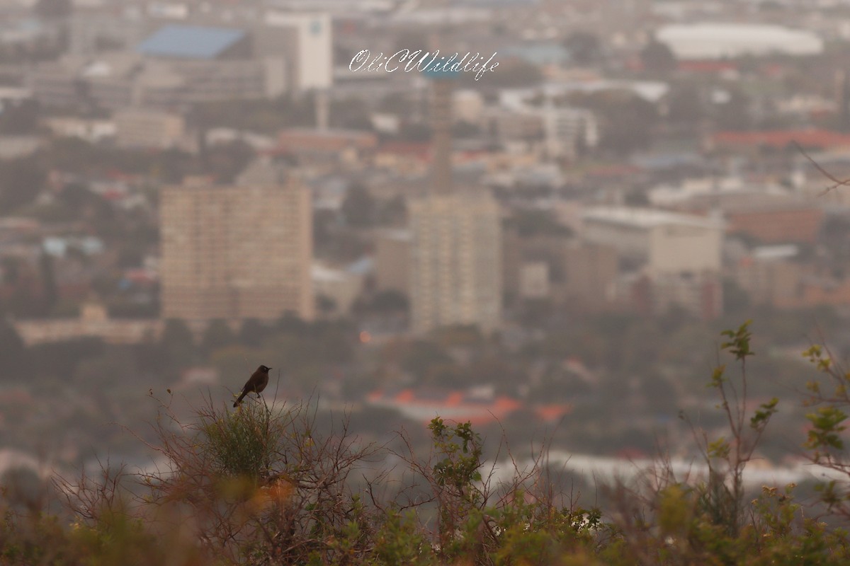 Cape Bulbul - ML637831756