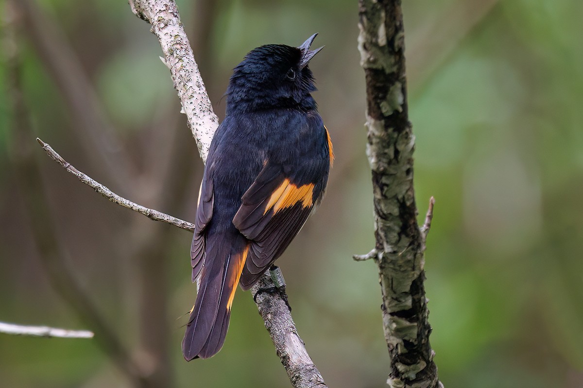 American Redstart - ML637831770