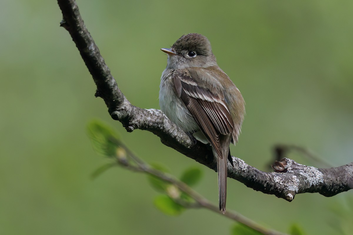 Least Flycatcher - ML637831798