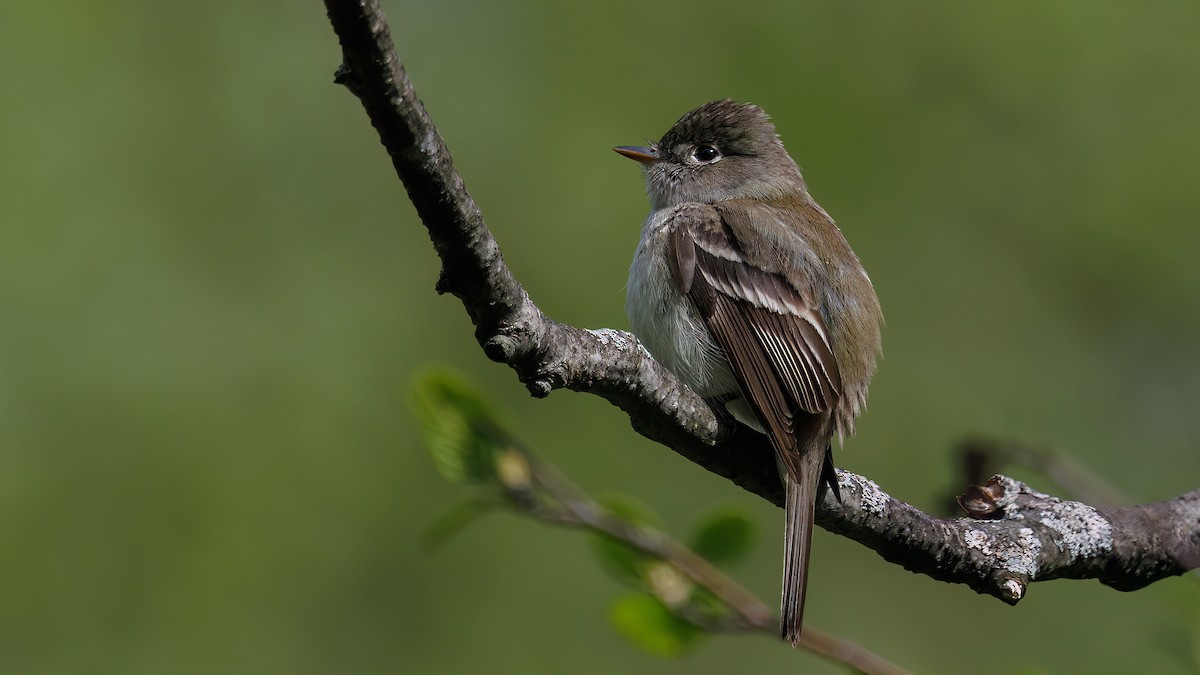 Least Flycatcher - ML637831805