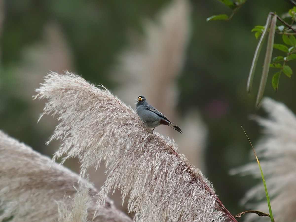 Band-tailed Seedeater - ML637831809