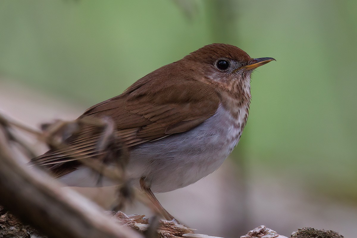 Veery - ML637831829