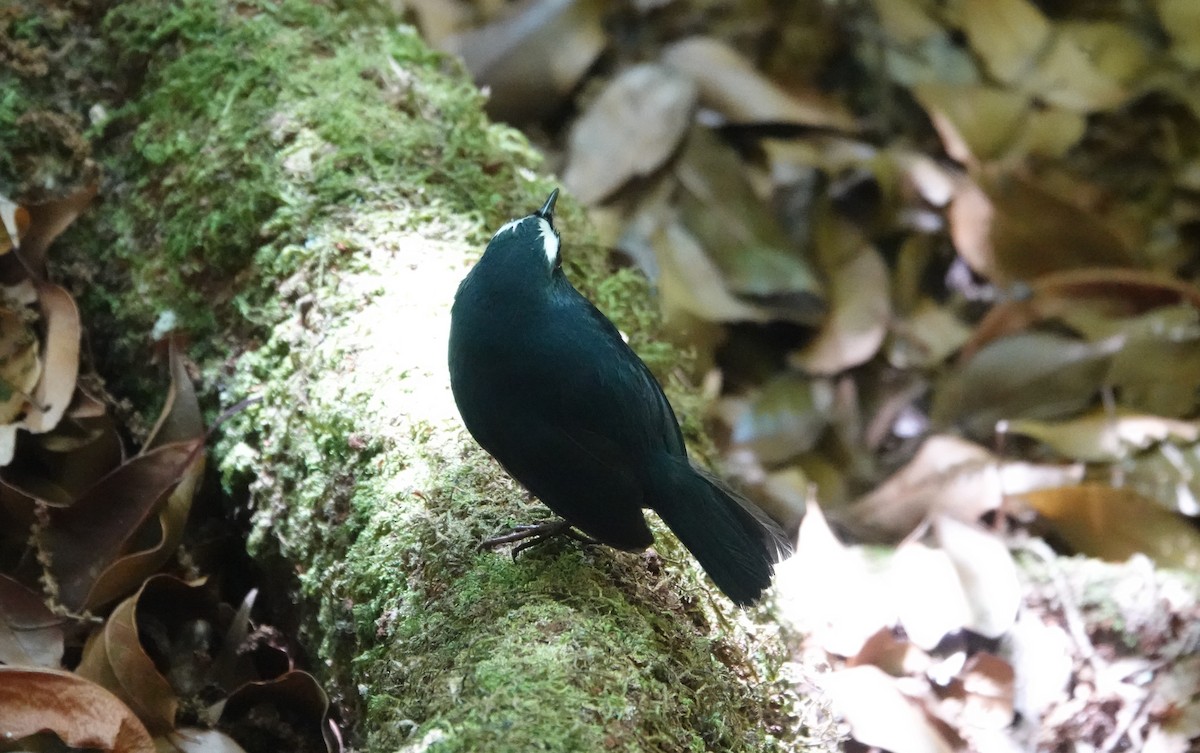 Himalayan Shortwing - ML637831888