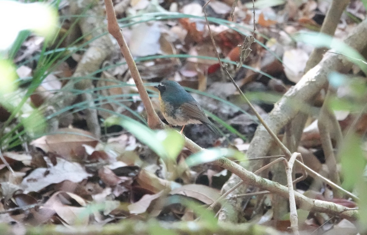 Snowy-browed Flycatcher - ML637831940