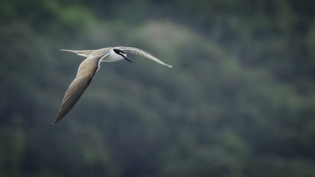 Bridled Tern - ML637831958