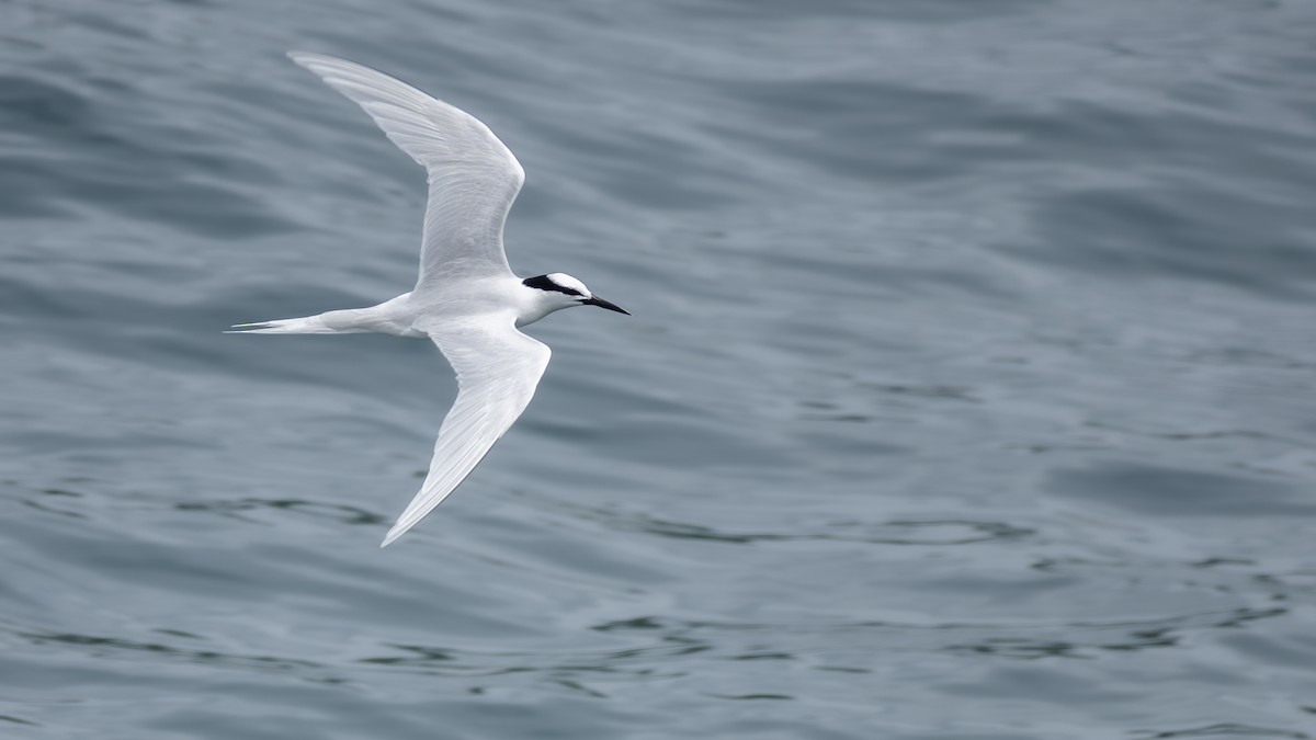 Black-naped Tern - ML637831960