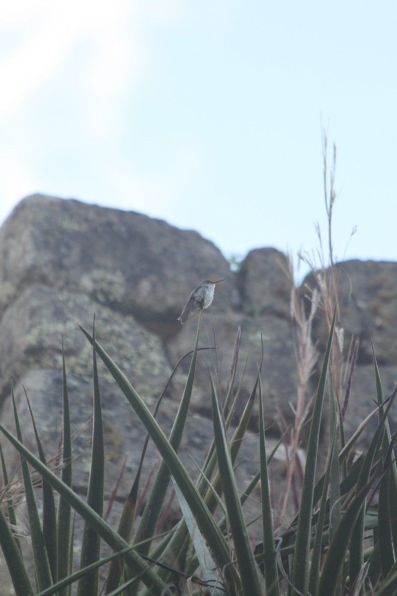 Green-and-white Hummingbird - ML637831963