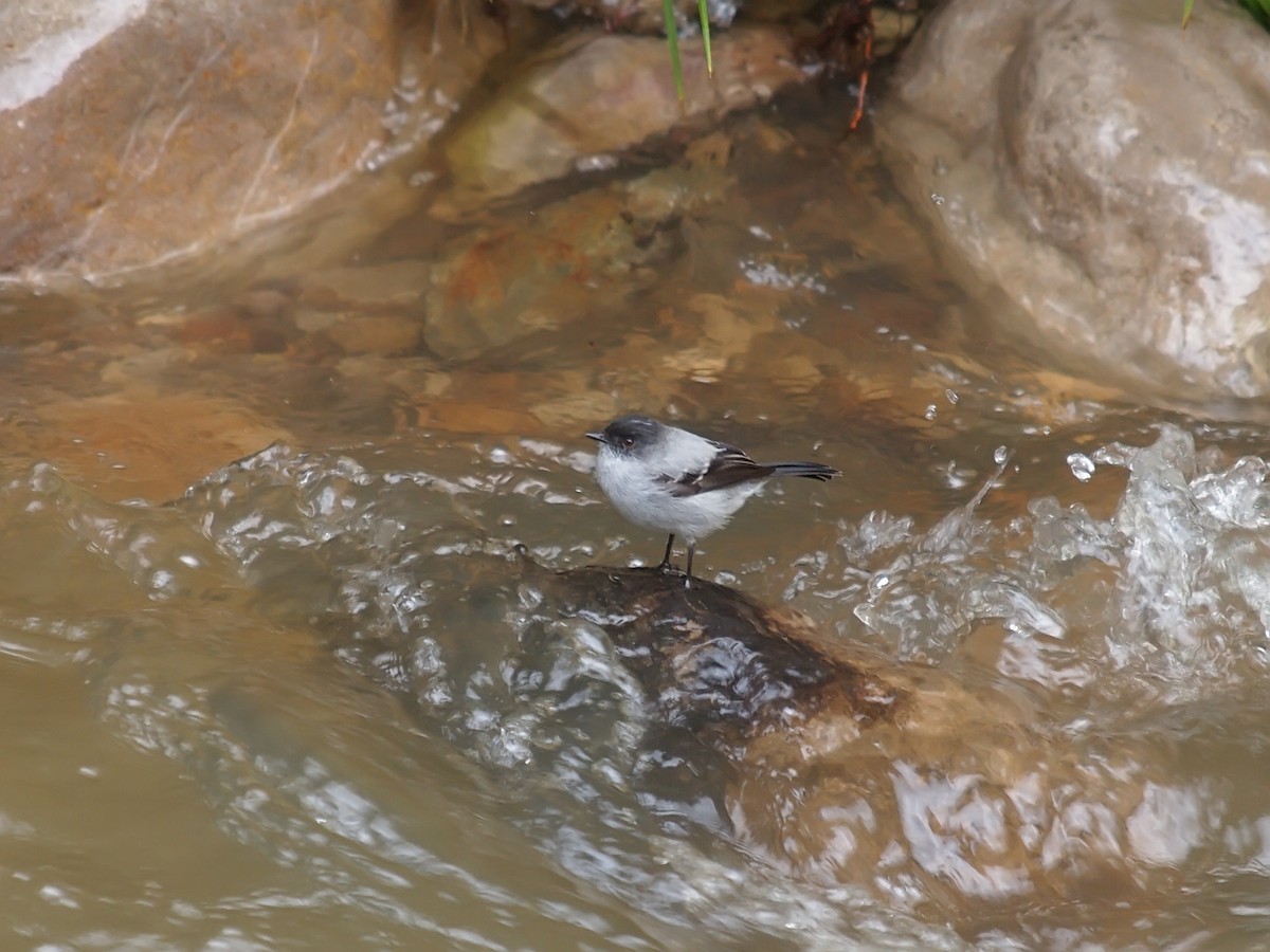 Torrent Tyrannulet - ML637831965