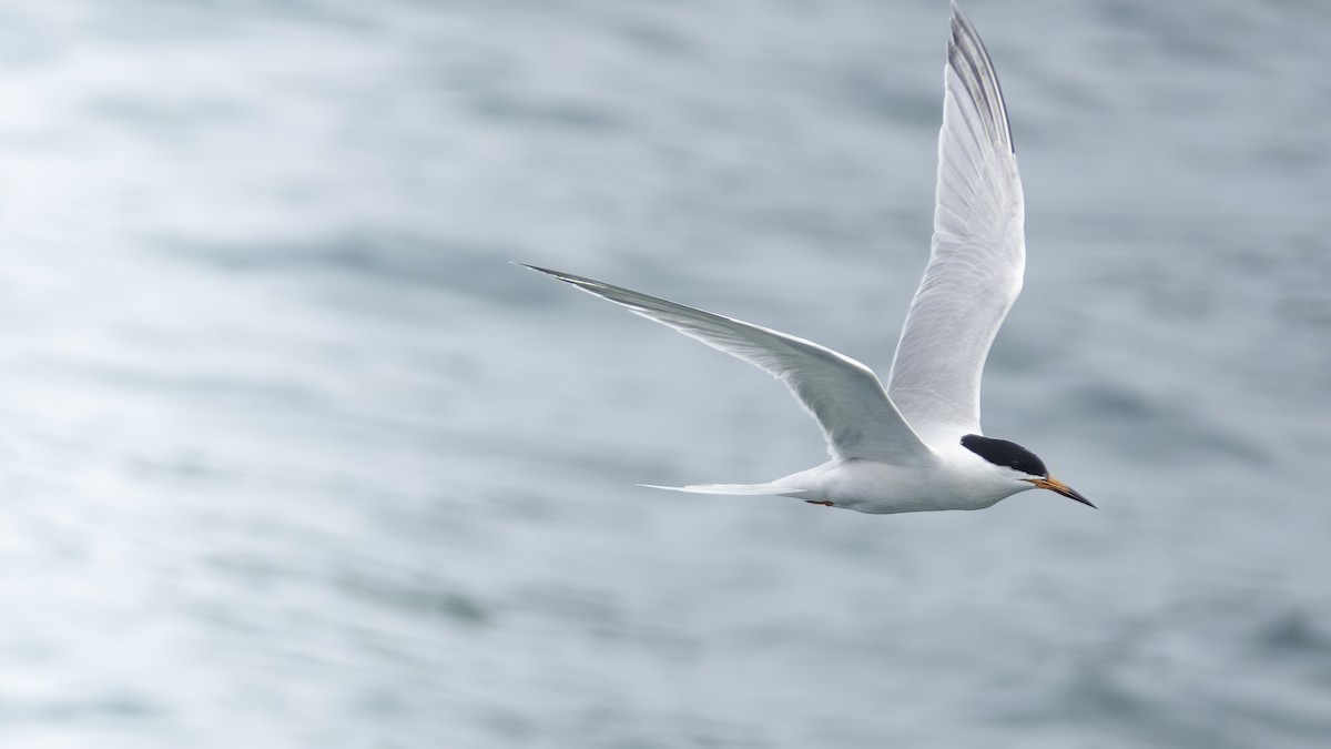 Roseate Tern - ML637831966