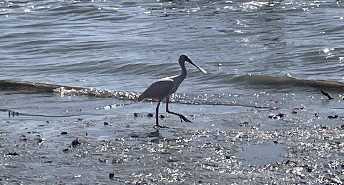 Roseate Spoonbill - ML637831967
