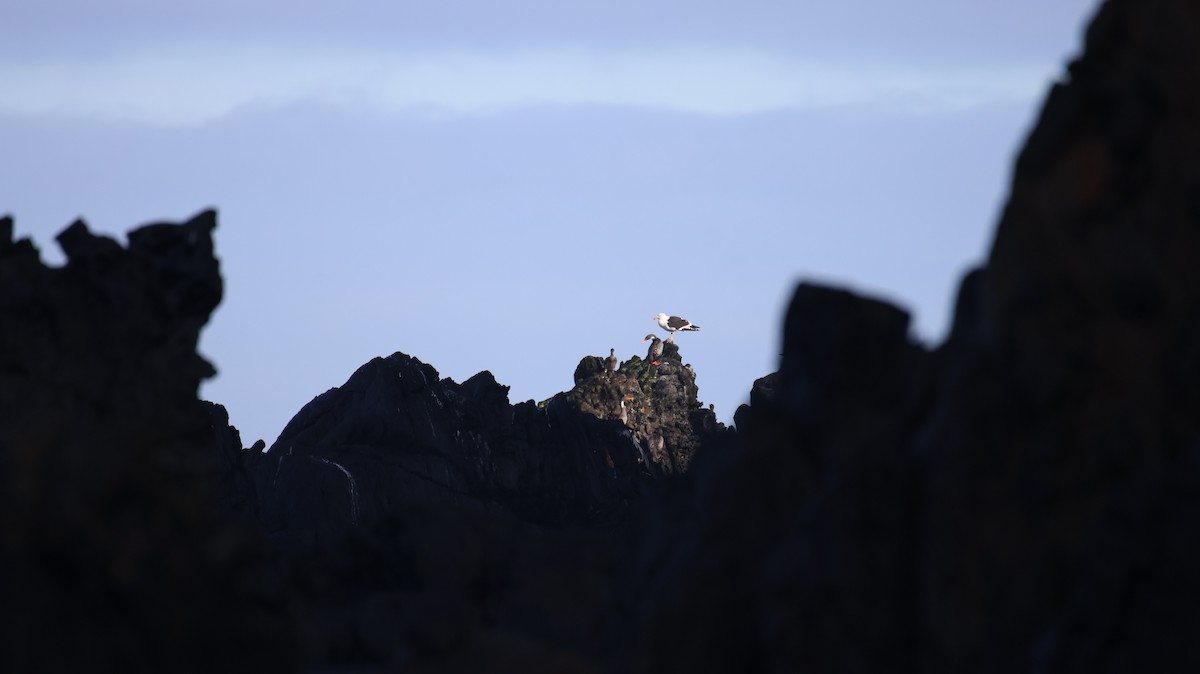 Red-legged Cormorant - ML637832010