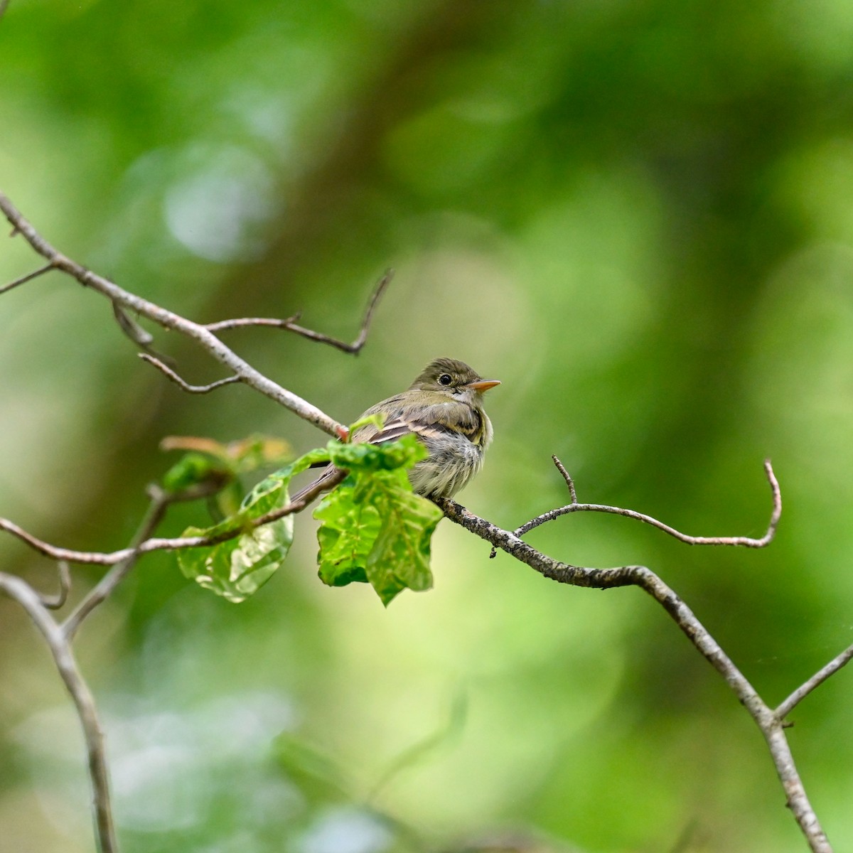 Acadian Flycatcher - ML637832013